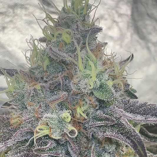 Paloma by The Plug Seedbank
