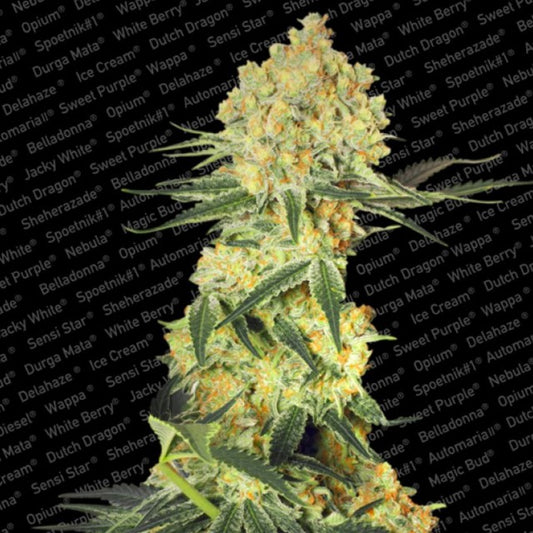 Auto Wappa by Paradise Seeds