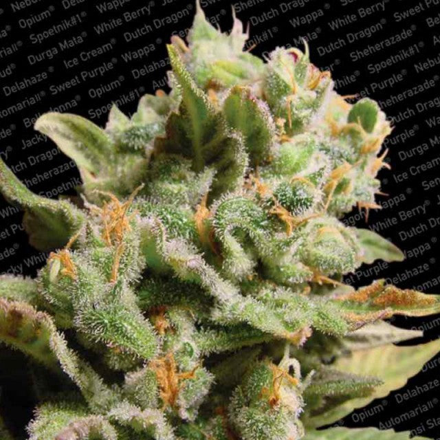 Dutch Dragon by Paradise Seeds