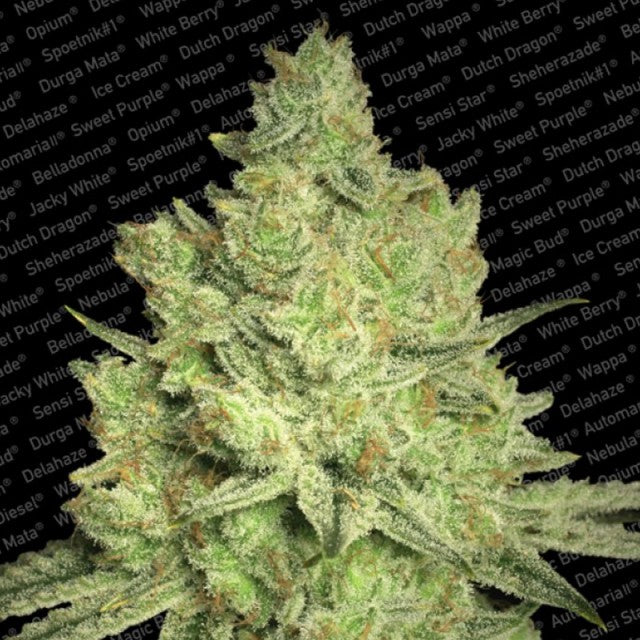 Jacky White by Paradise Seeds