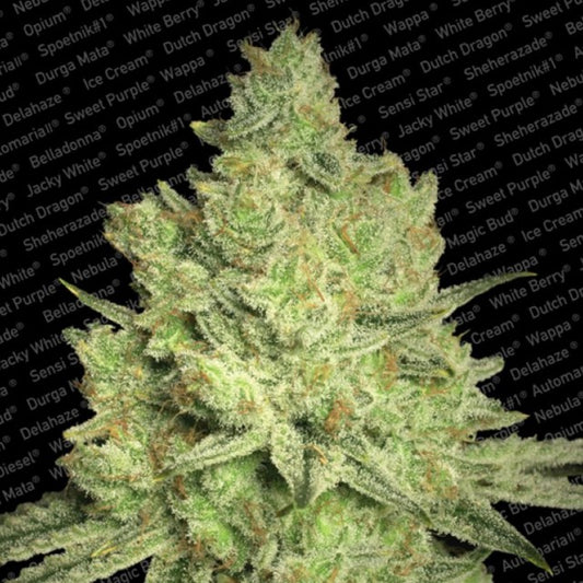 Jacky White by Paradise Seeds