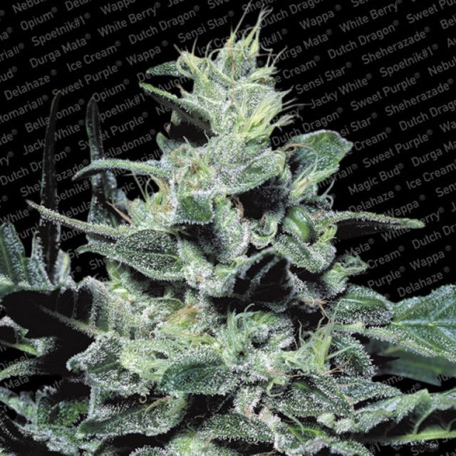 Nebula by Paradise Seeds