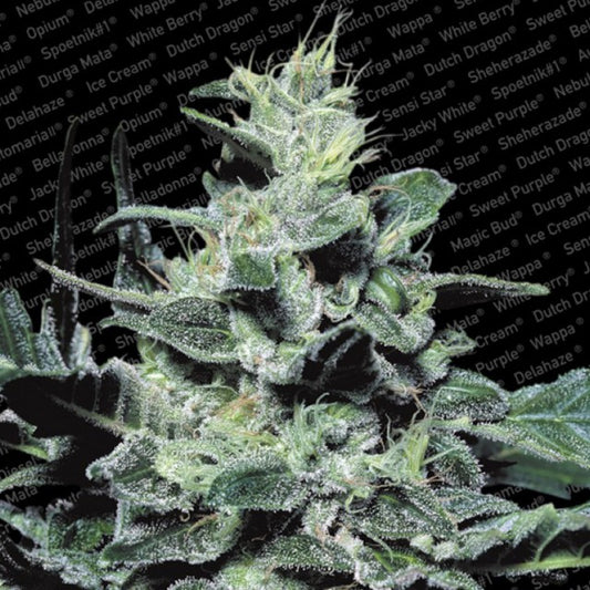 Nebula by Paradise Seeds