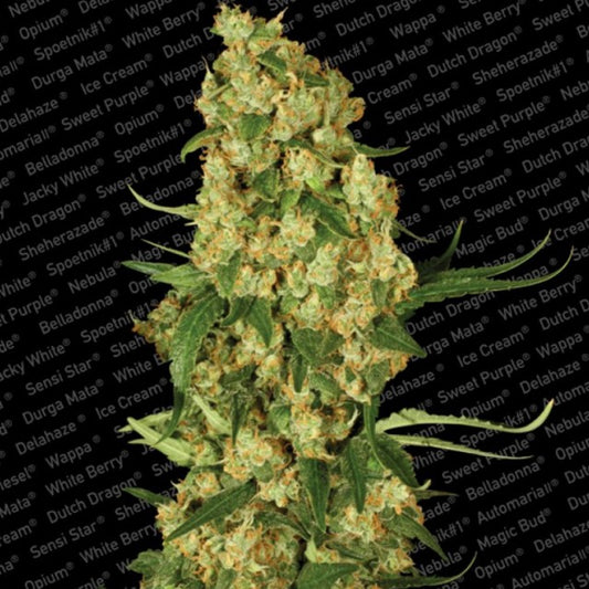 Wappa by Paradise Seeds