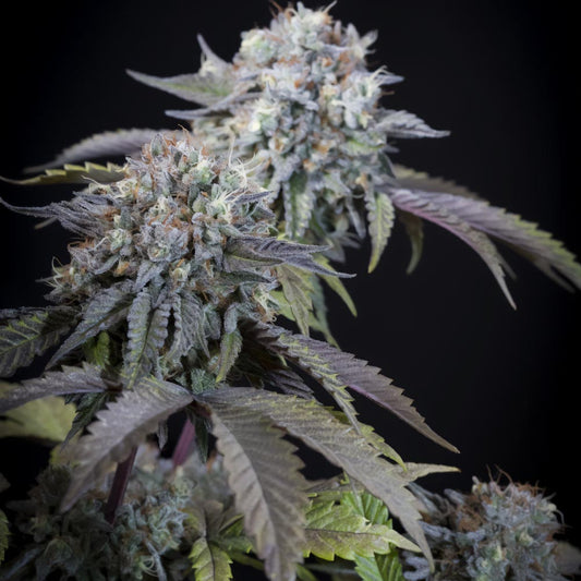 Gulupa by Paradise Seeds