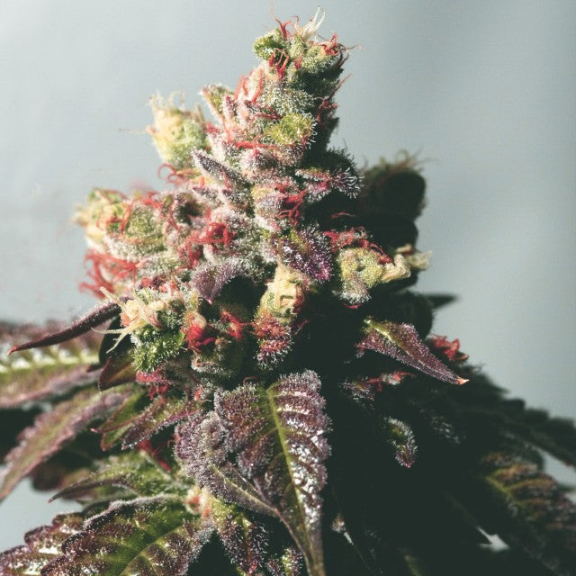 Passion Berry by The Gold Line - The Cali Connection