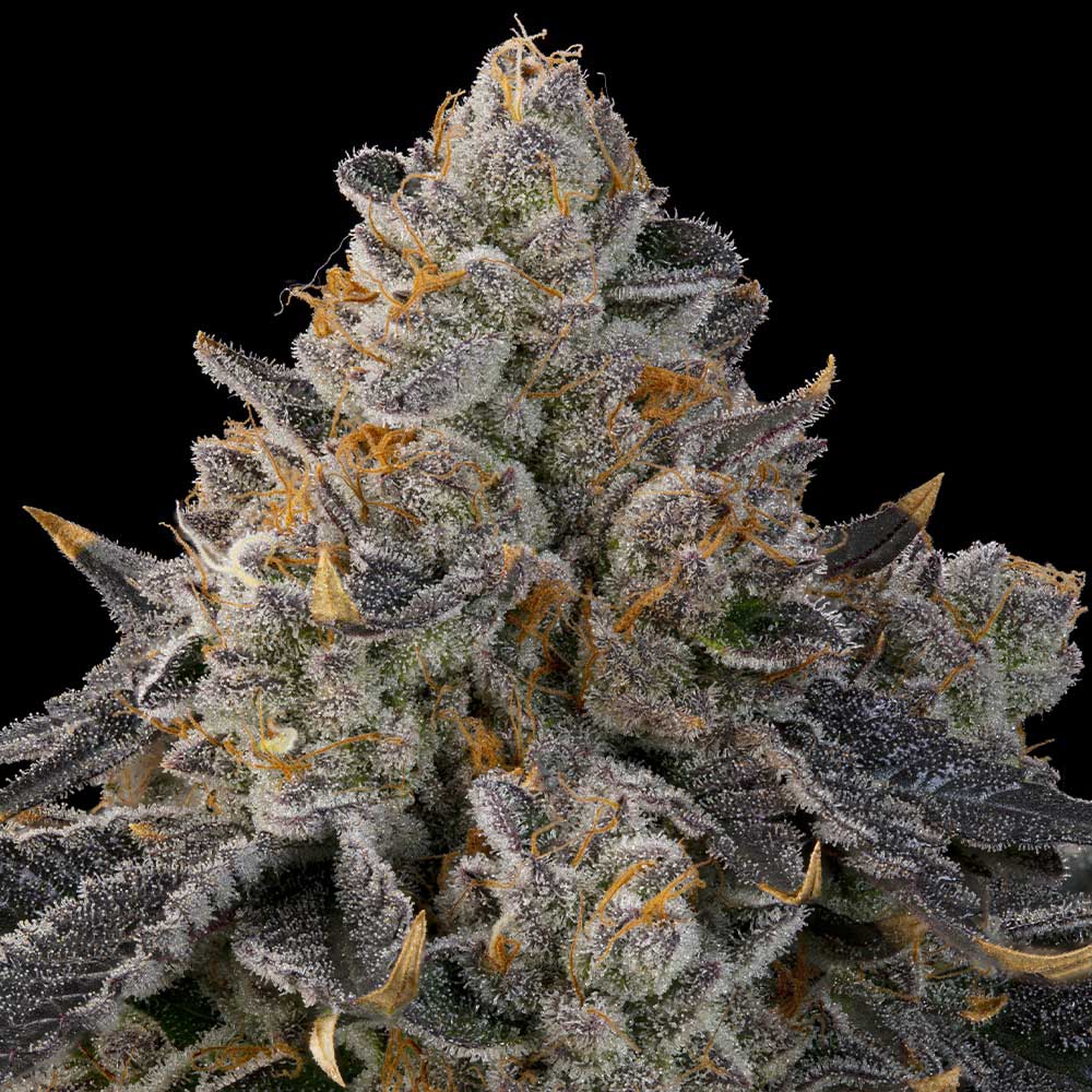 Peach Gummies by Grounded Genetics