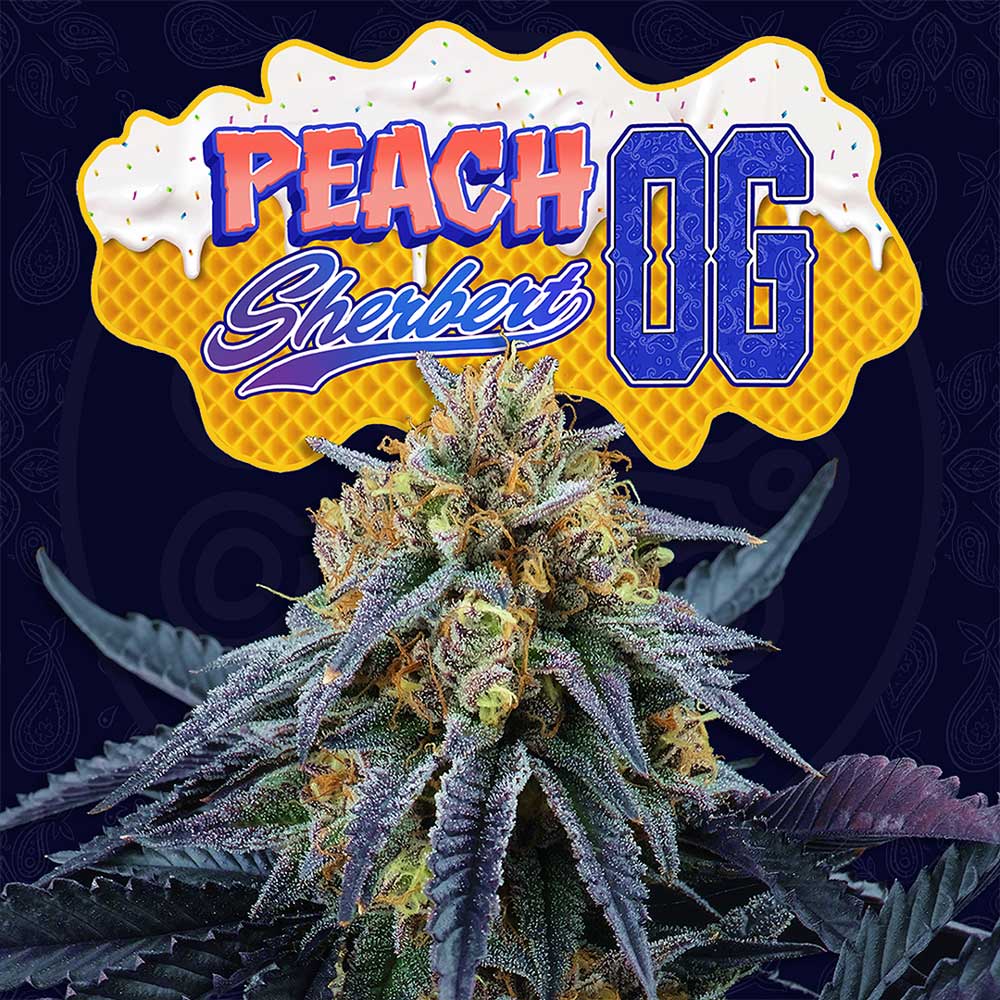 Peach Sherbert OG by Perfect Tree