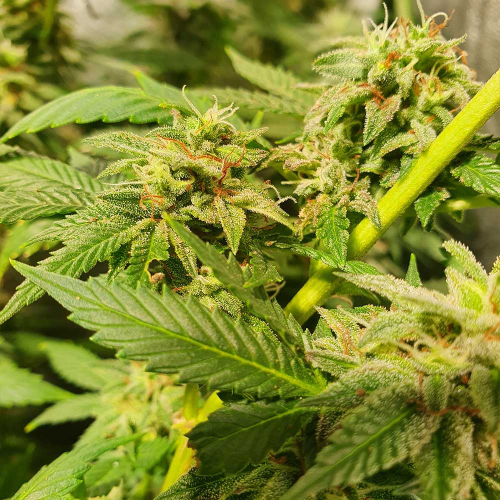 Peach Slaps by Holy Smoke Seeds