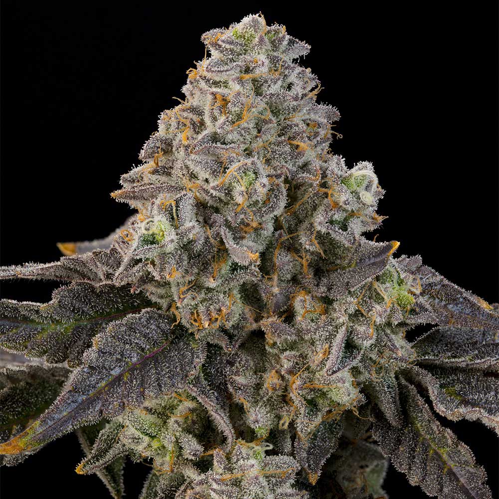 Peach Yuzu by Grounded Genetics