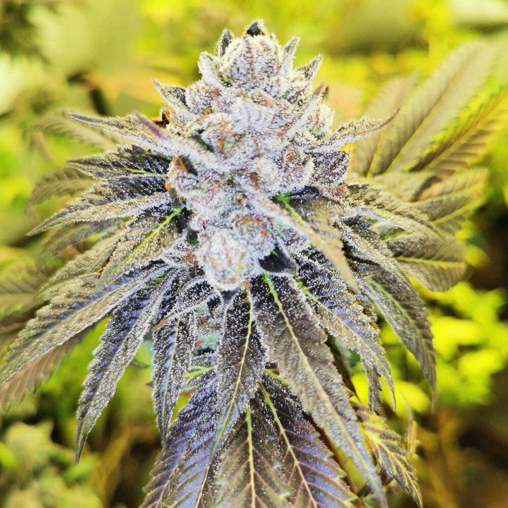 Peanut Dust by Pheno Finder Seeds