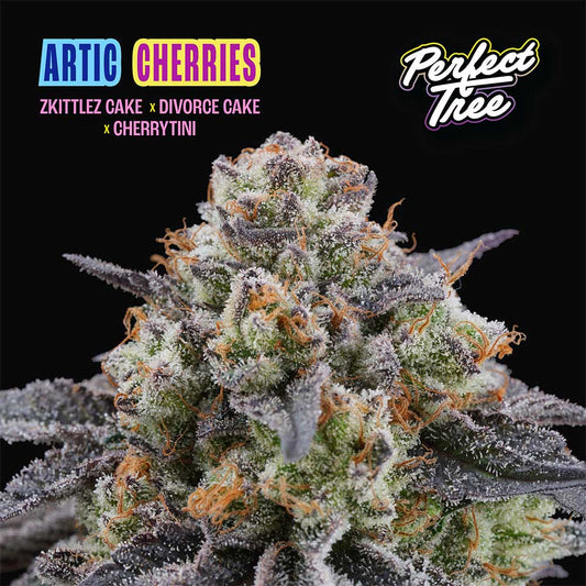 Artic Cherries by Perfect Tree