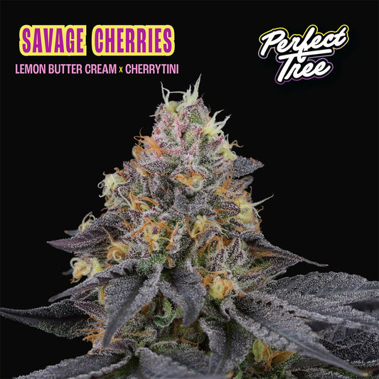 Savage Cherries by Perfect Tree