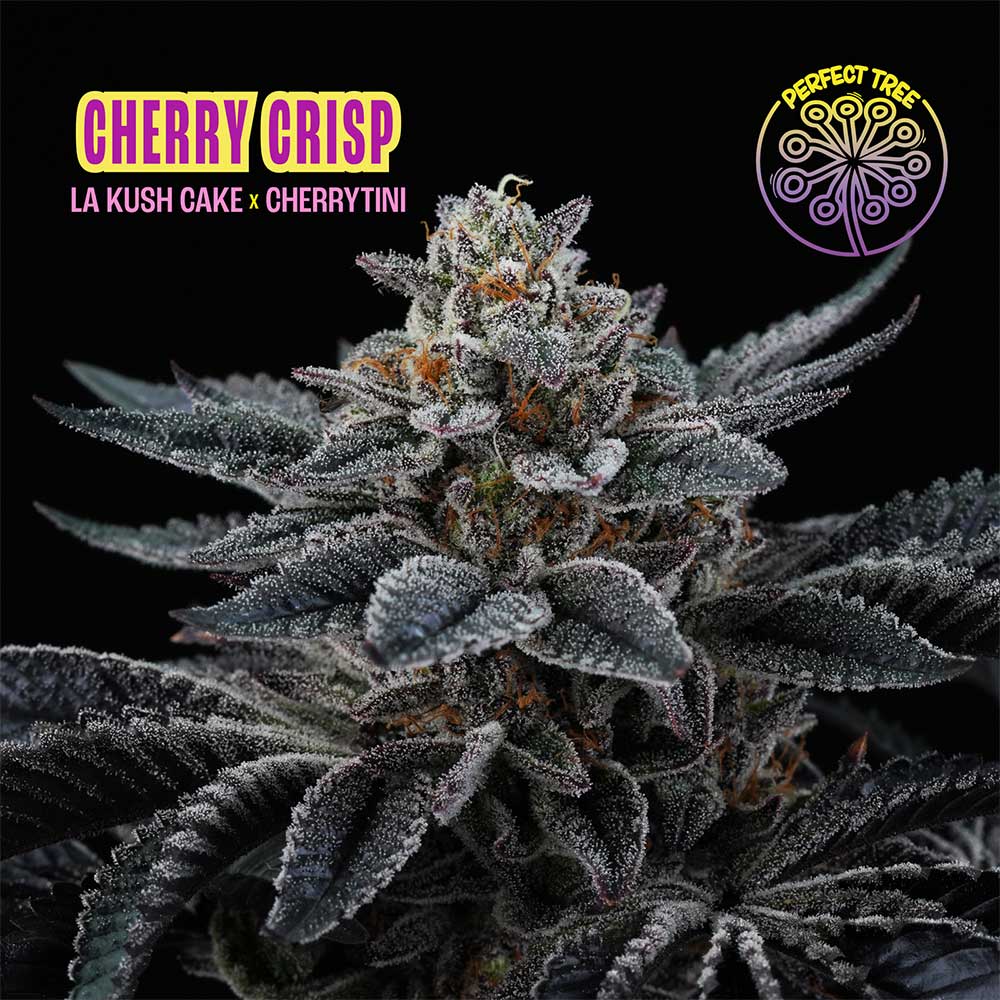 Cherry Crisp by Perfect Tree