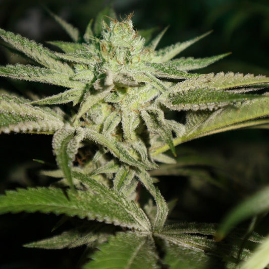 Chem Head OG by Pheno Finder Seeds