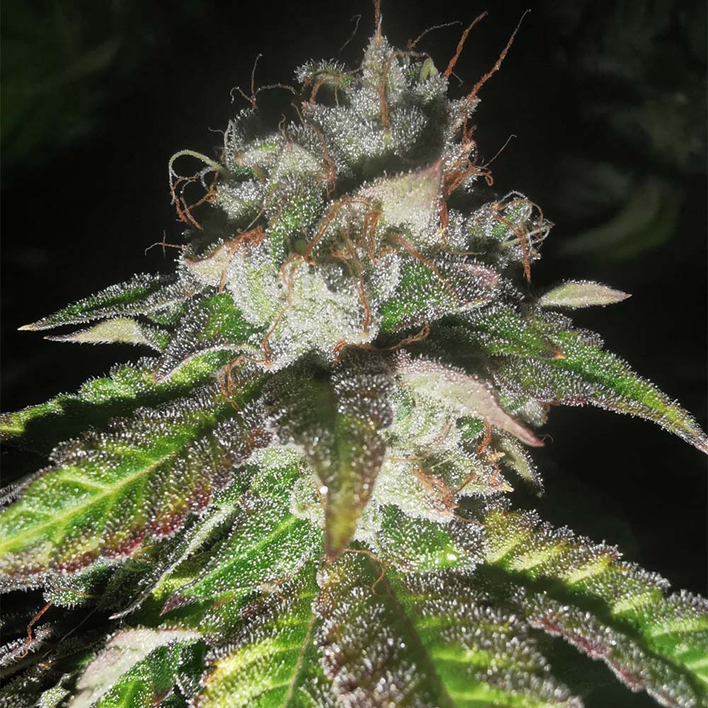 Auto Watermelon Gas by Pheno Finder Seeds