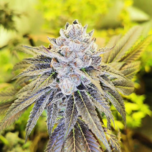 Double Slurry by Pheno Finder Seeds