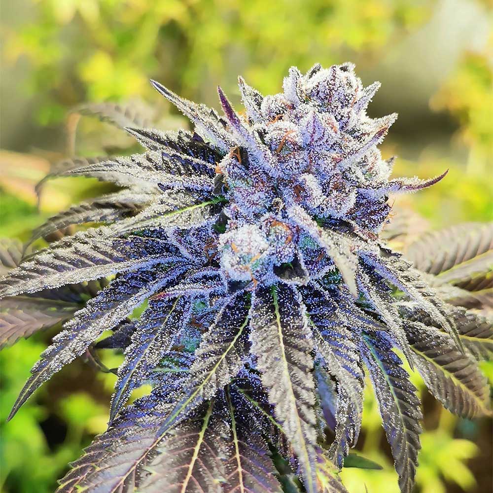 Gelato Poppaz by Pheno Finder Seeds