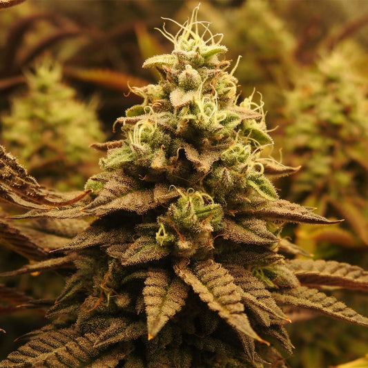Pineapple Cubez by Pheno Finder Seeds