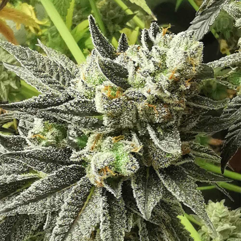 Britscotss OG by Pheno Finder Seeds