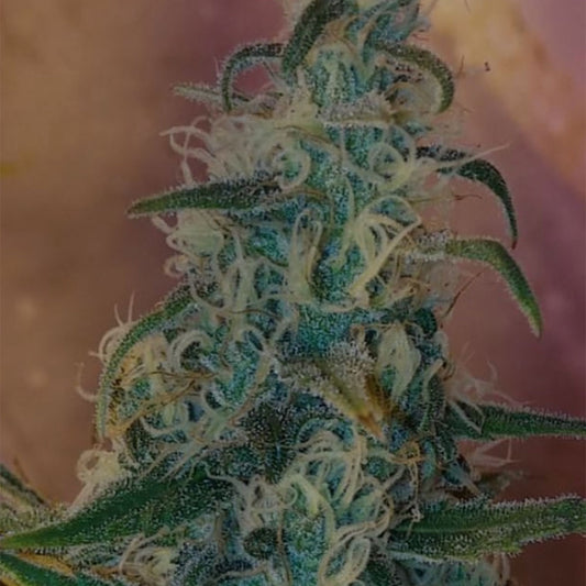 Lemon Bubble by Pheno Finder Seeds