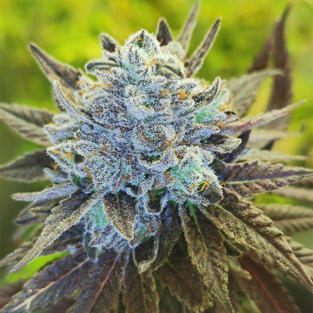 Mac 11 by Pheno Finder Seeds