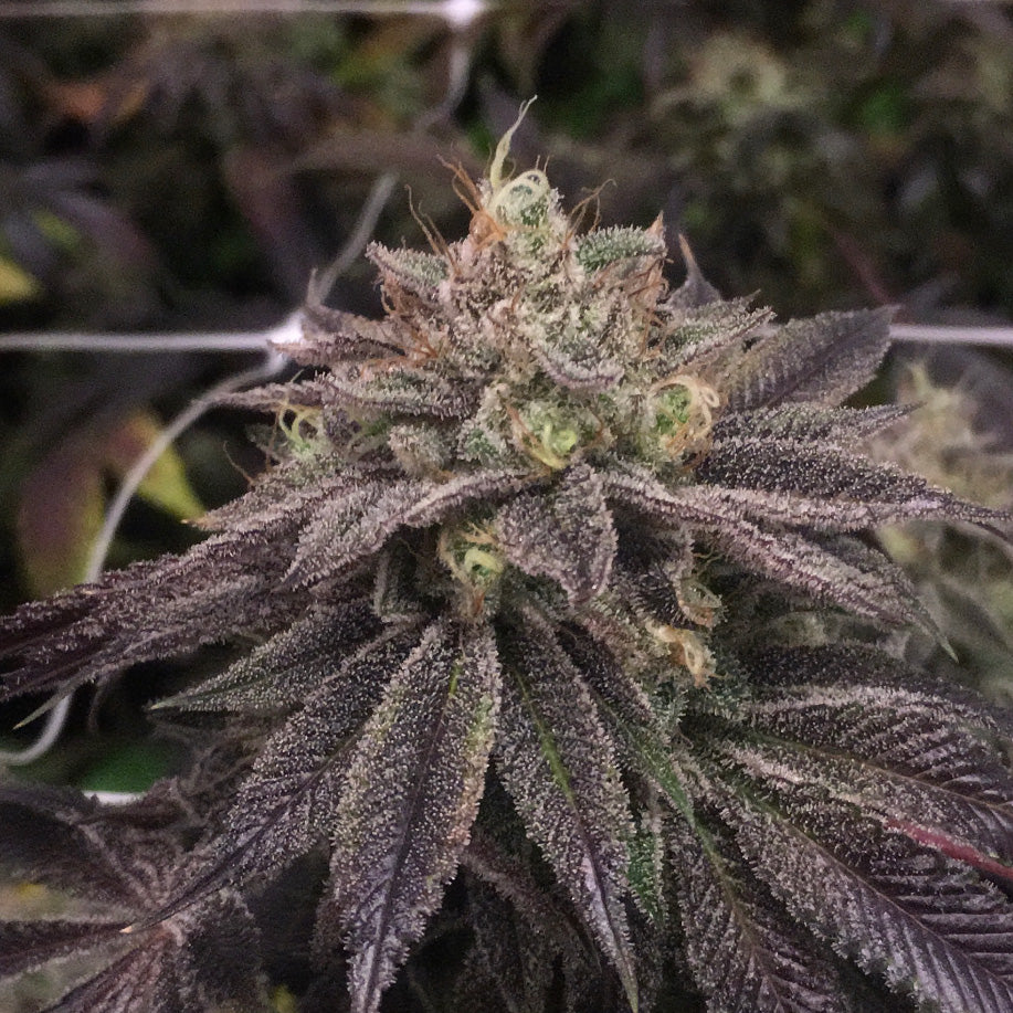 Star Cake by Pheno Finder Seeds