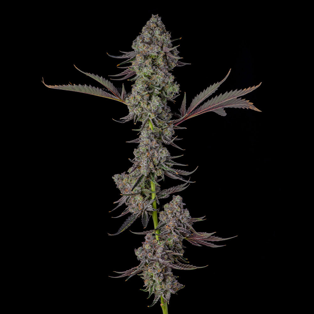 Philbo Baggins by Compound Genetics