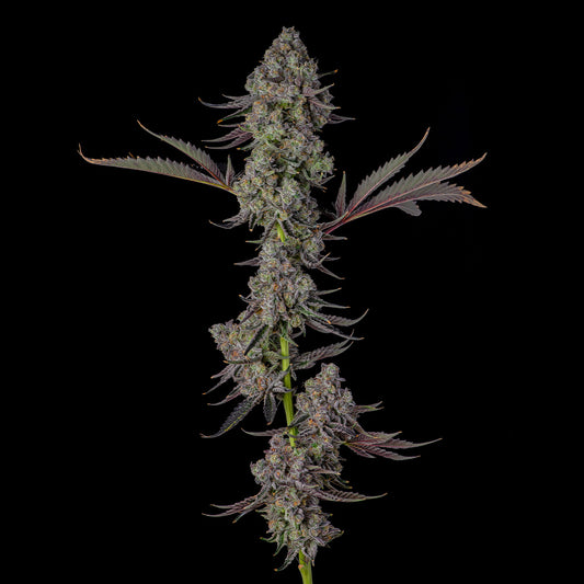 Philbo Baggins by Compound Genetics