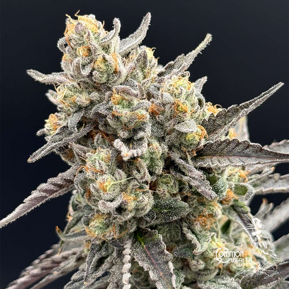Piesol by Common Wealth Seed Co