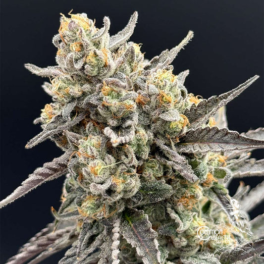 Piesol by Common Wealth Seed Co