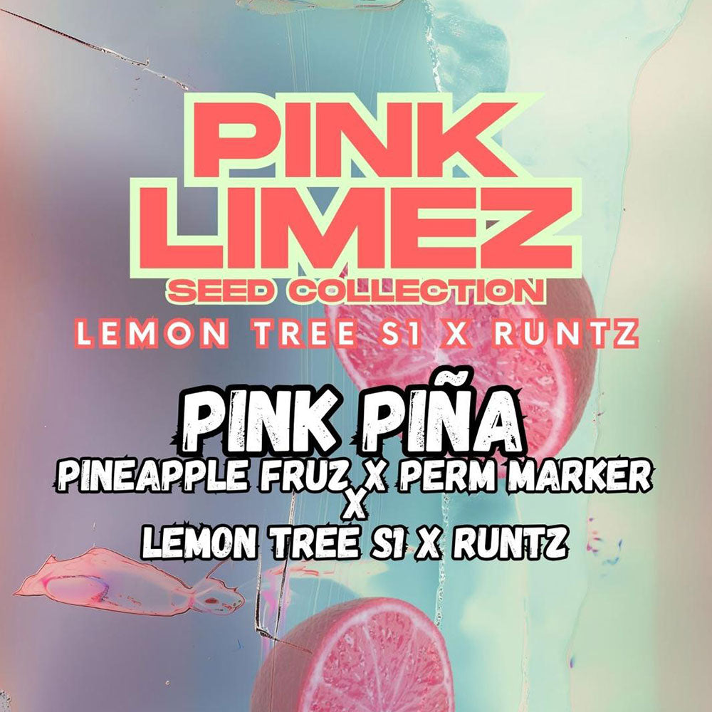 Pink Pina by Grounded Genetics
