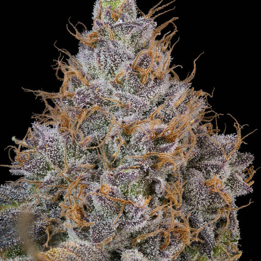 Pink Plumz by Grounded Genetics