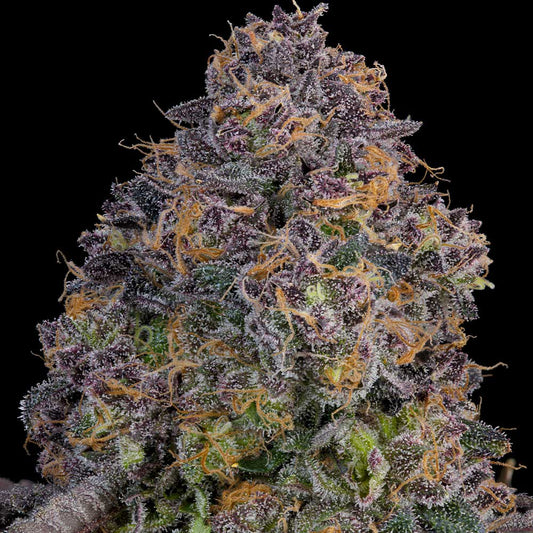 Pink Zoda by Grounded Genetics