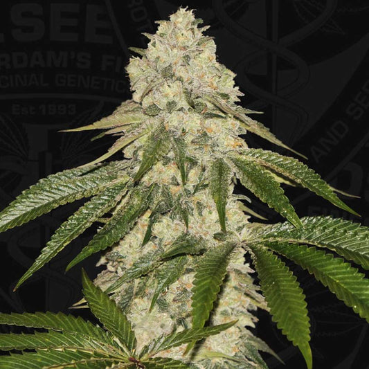 Pistash by T.H. Seeds