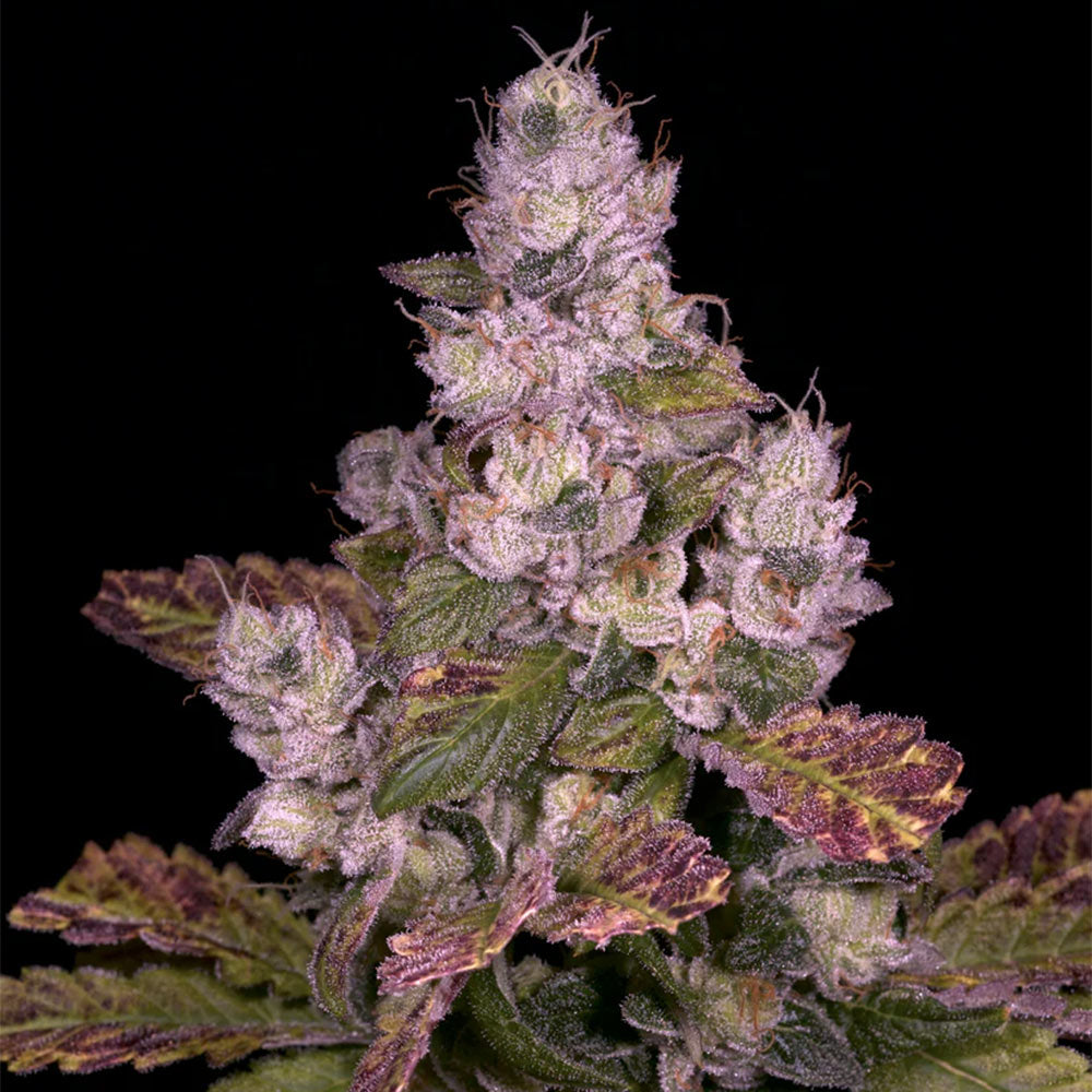 Planet Diesel by Archive Seedbank