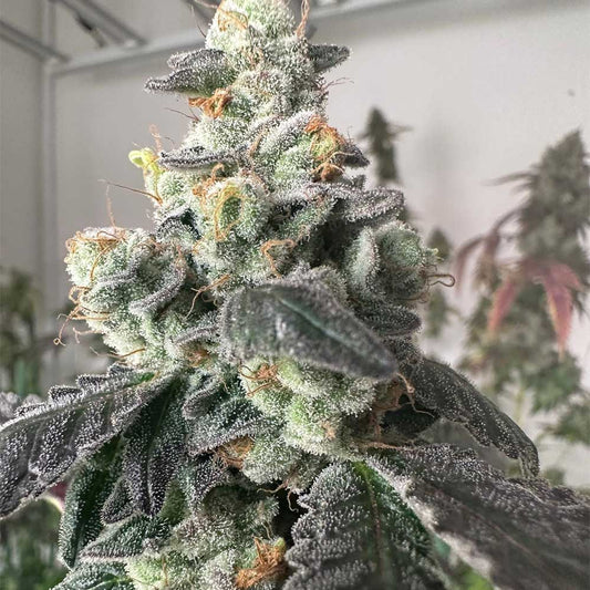 Moscow Mule by The Plug Seedbank