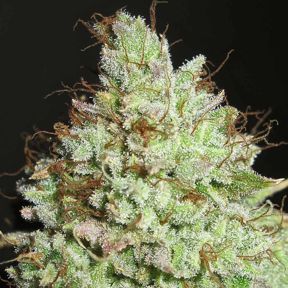 Pornstar Martini by Ultra Genetics