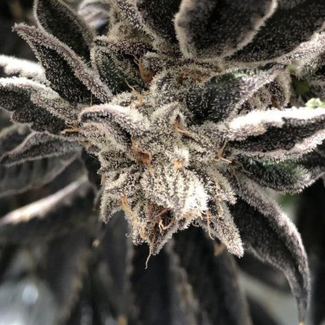 Punch the Cake by The Plug Seedbank