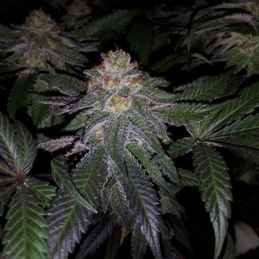 Purple Banana Cream by T.H. Seeds