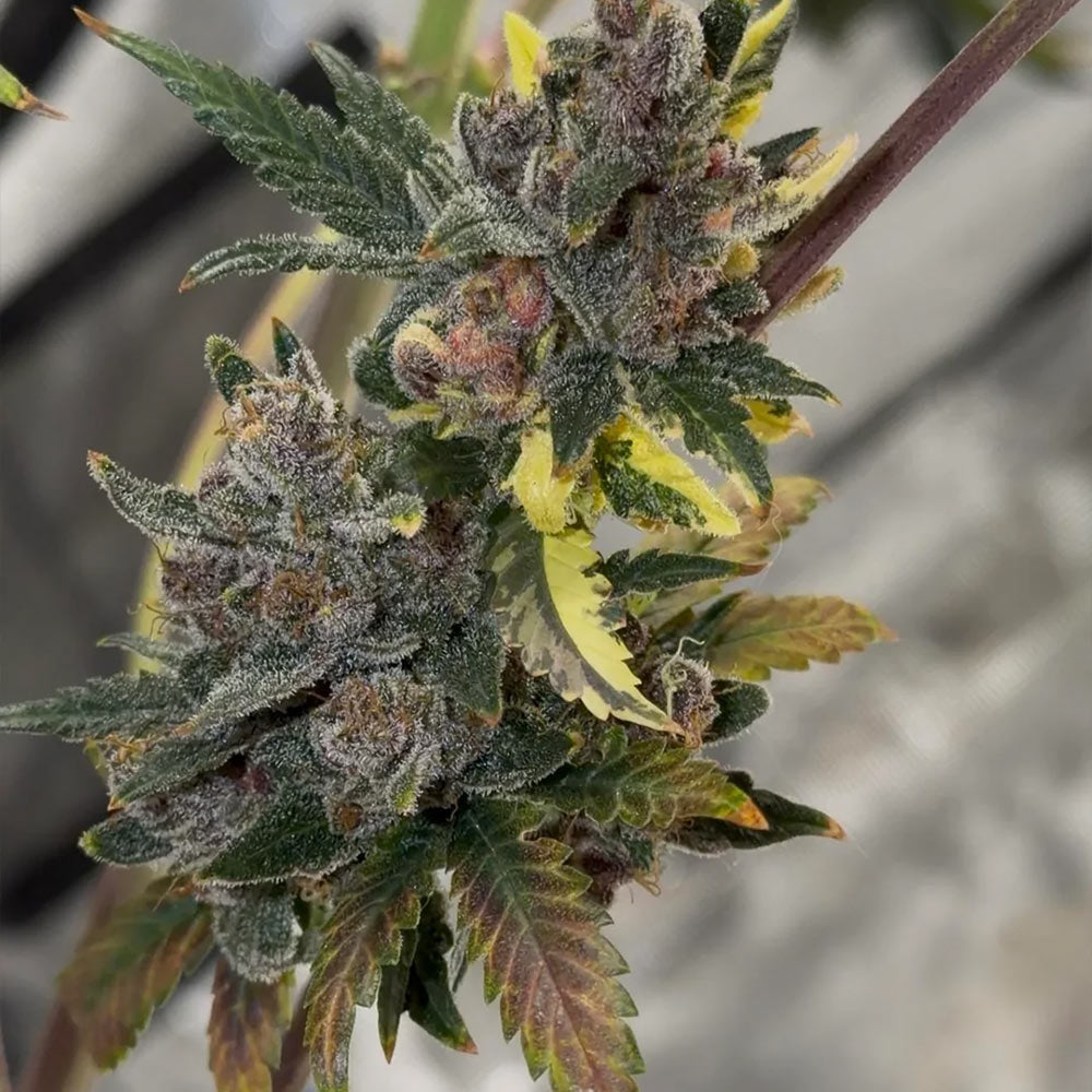 Purple Banana Popesicle by Night Owl Seeds