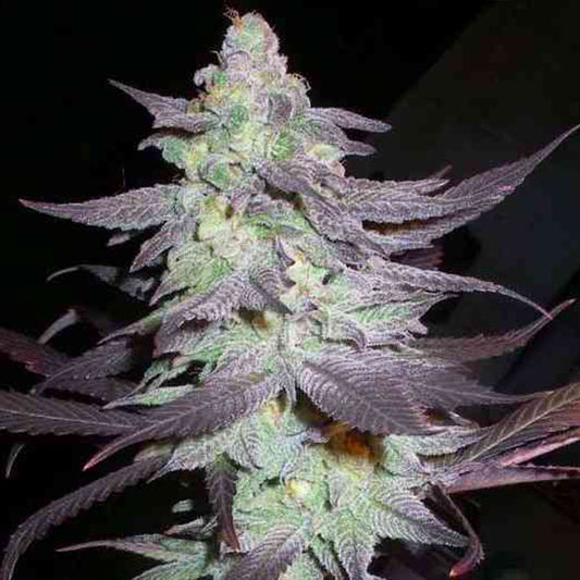 Purple Wreck by DNA Genetics