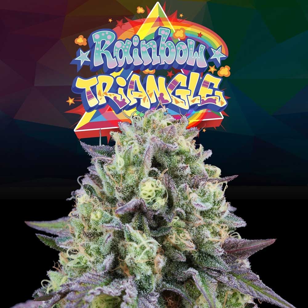 Rainbow Triangle by Perfect Tree