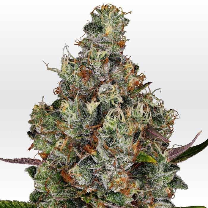 Rainbow Road by Paradise Seeds