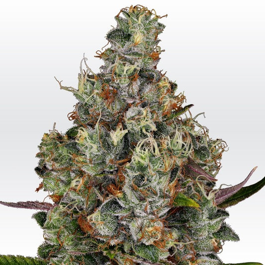 Rainbow Road by Paradise Seeds