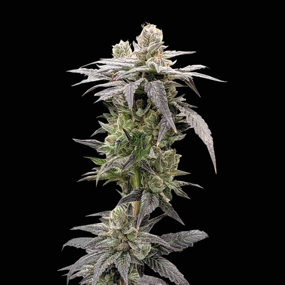 Dark Saber by Rare Dankness