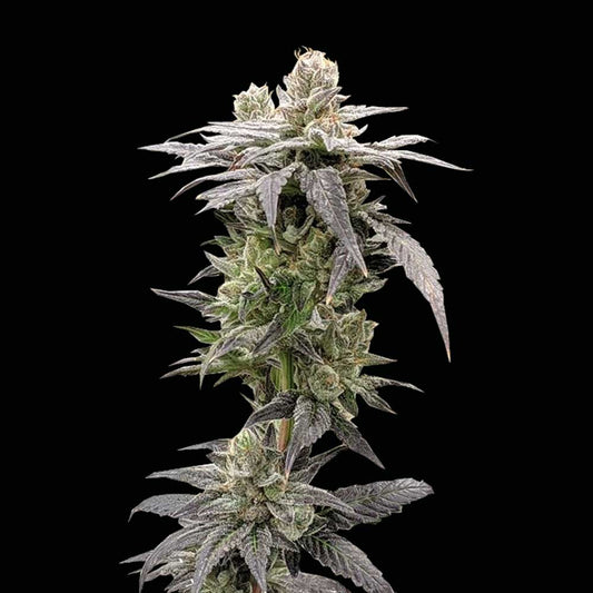 Dark Saber by Rare Dankness