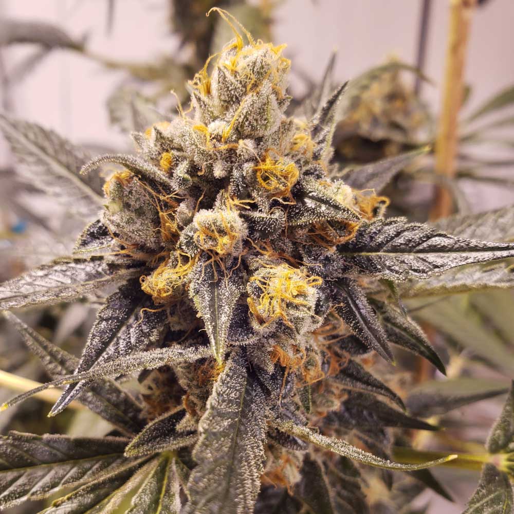 F-CUT-LRTK by Rare Dankness