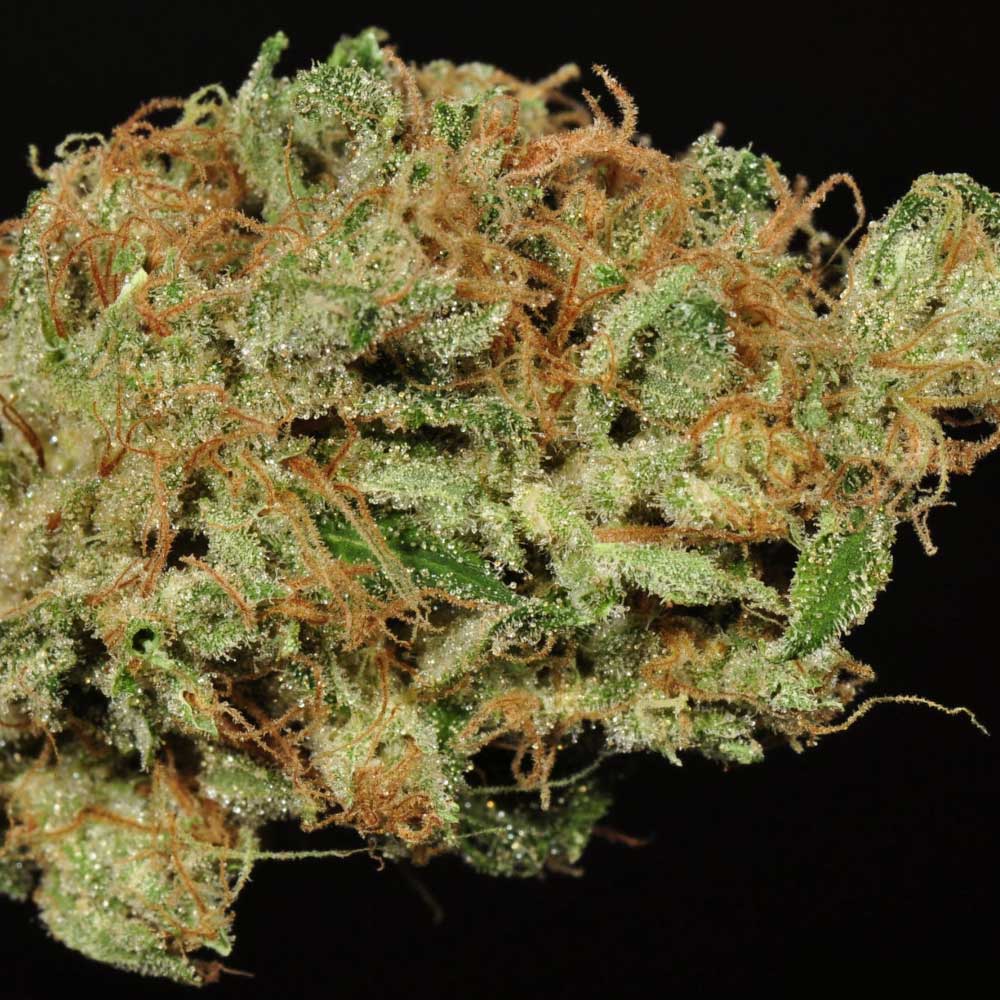 Ghost Train Haze #9 by Rare Dankness