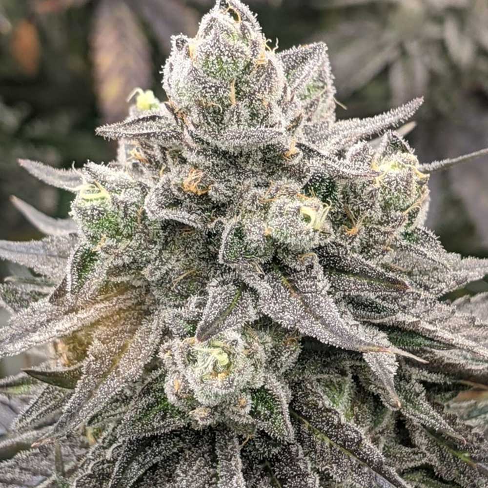 Muscadine by Rare Dankness